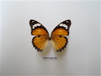 藏品(雌擬幻蛺蝶)的圖片